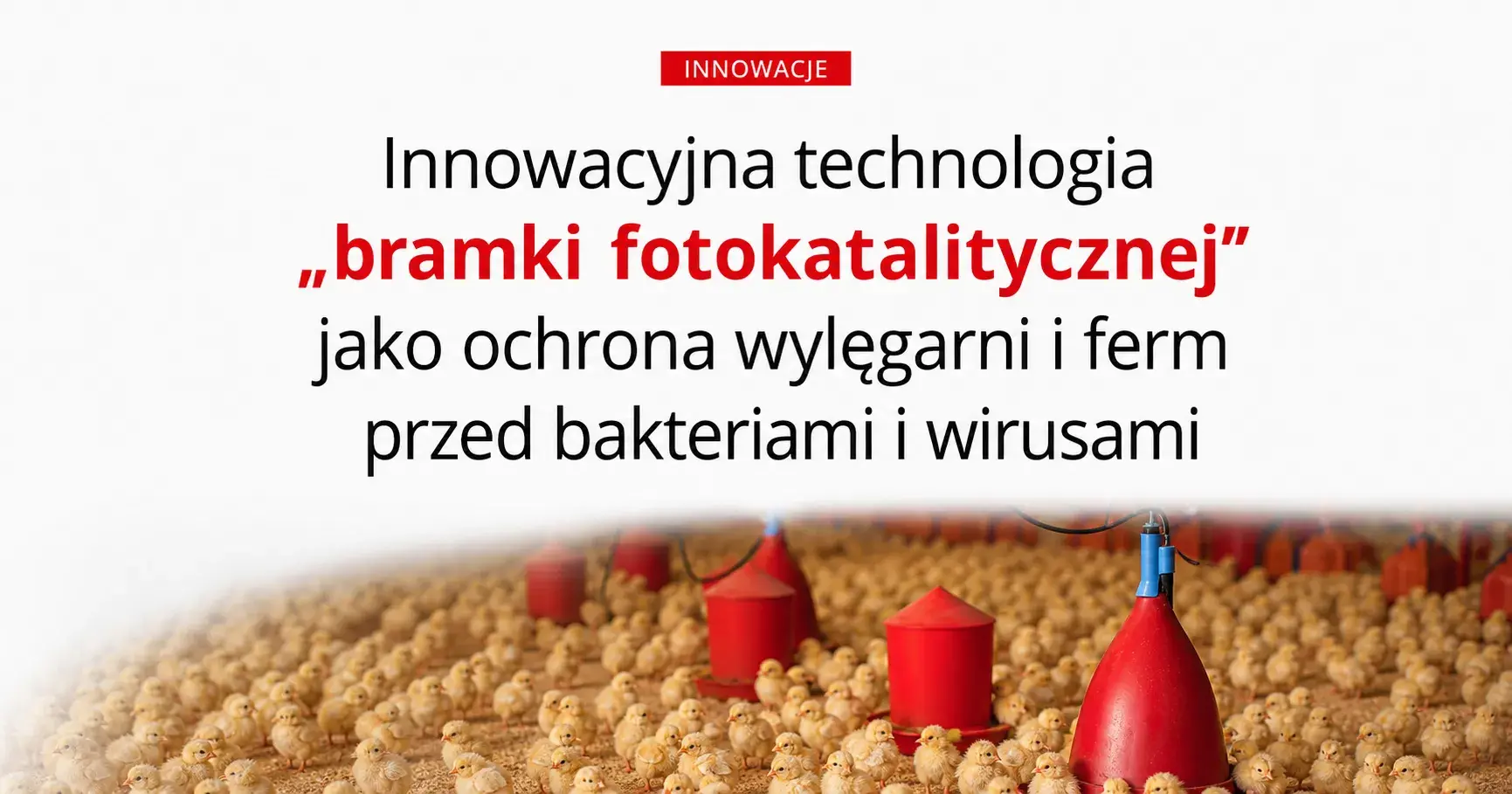 Indyk Polski artykół